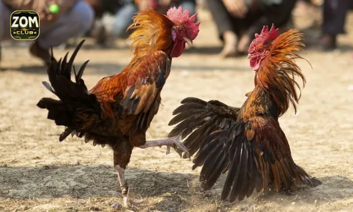 đá gà Zomclub Đá gà Zomclub là sân chơi uy tín bậc nhất hiện nay