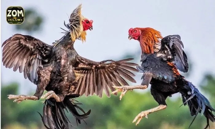 đá gà Zomclub Zomclub bảo mật thông tin khách hàng, nói không với đánh cắp tài khoản